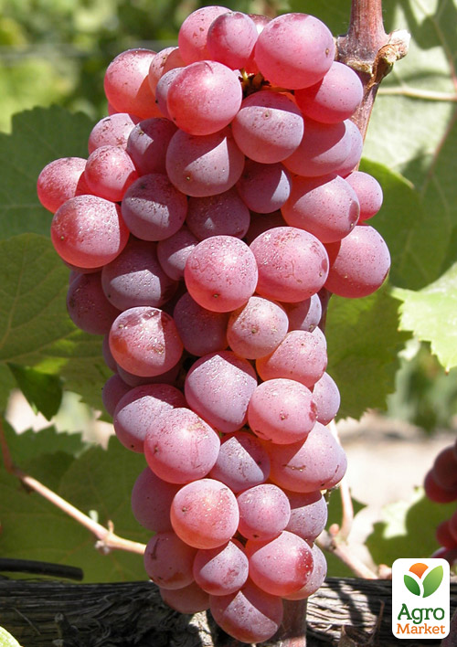 

Виноград Мускат Рожевий (винний сорт, яскравий мускат)