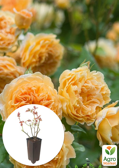 

Роза английская Beatrice в контейнере, высший сорт