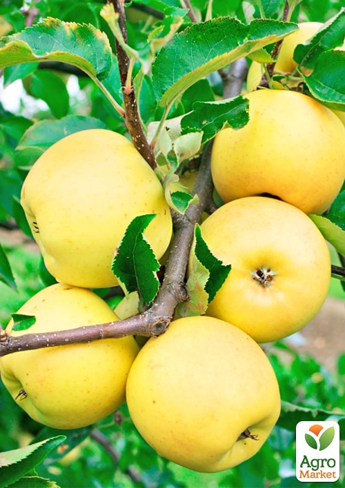 

Яблоня Богемия Голд (зимний сорт, поздний срок созревания)