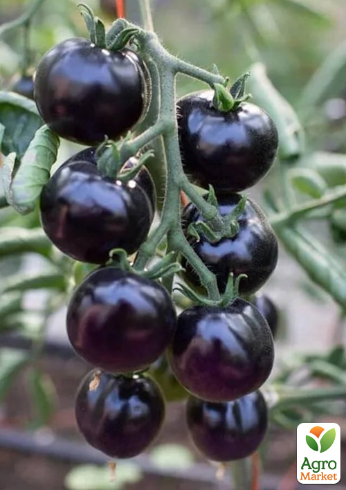 

Томат Черный Черри ТМ Vesna Select 20шт