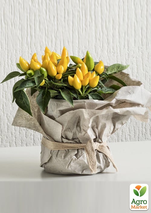 Перец комнатный "Yellow" острый (съедобный, декоративный) 1 саженец в упаковке