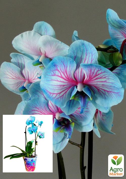 Орхидея (Phalaenopsis) "Cascade Lace" 1 саженец в упаковке (комнатный) Нидерланды