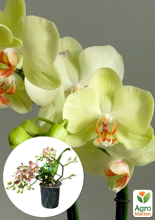 Орхидея Мини (Phalaenopsis) "Lemon" 1 саженец в упаковке (комнатный) Нидерланды