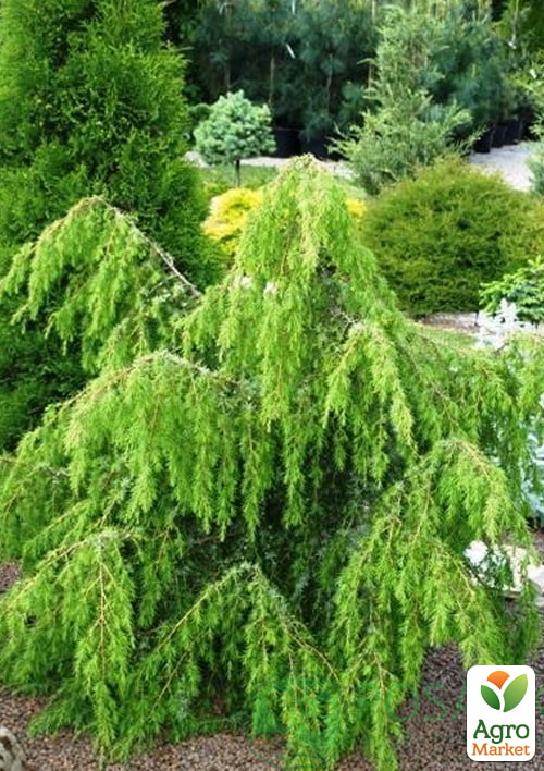 

Можжевельник обыкновенный 4-х летний Horstmann Pendula С4, высота 70-90см