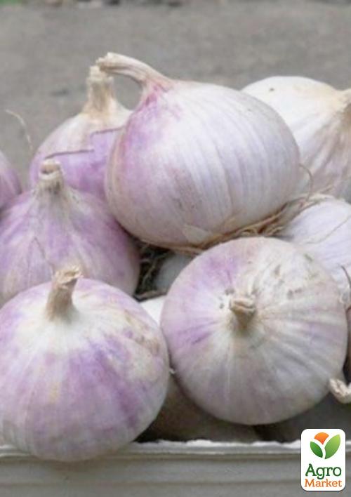 

Эксклюзив! Чеснок посадочный (однозубка) светло-фиолетовой Благородный (Noble) (премиальный крупный сорт, фракция 7-12 мм) Украина 200г