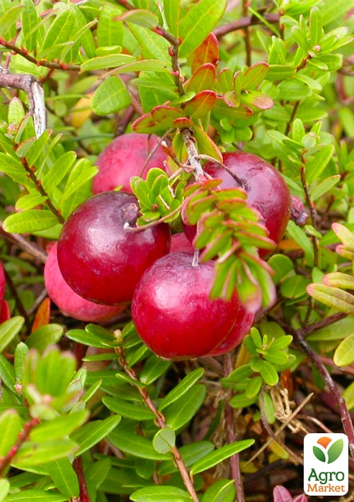 

Журавлина Ерлі блек (ранні терміни дозрівання, високоврожайний сорт)