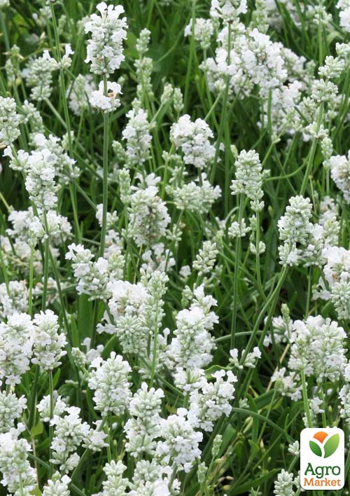 

Лаванда узколистная белоснежная Alba (контейнер Р9)