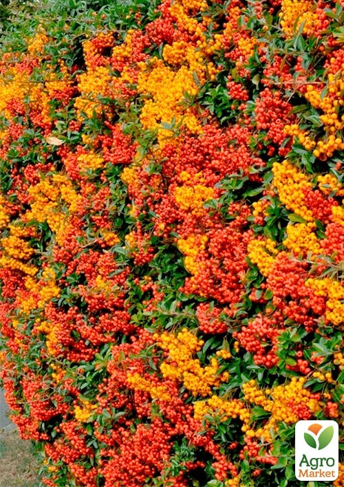 

Пираканта (живая изгородь) Orange Charmer