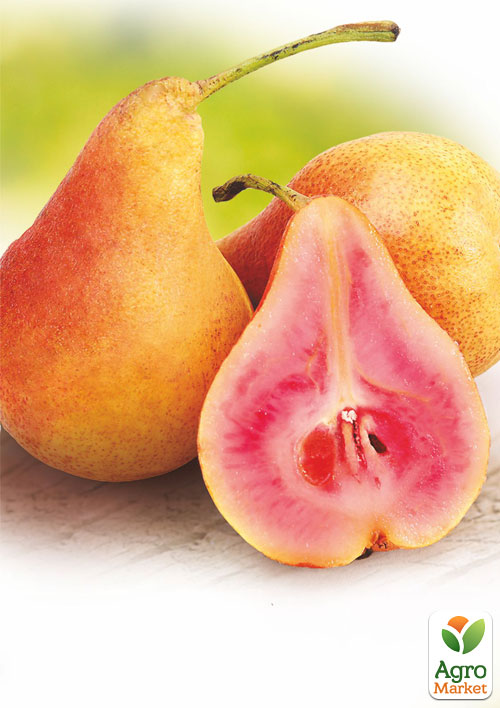 

Эксклюзив! Груша красномясая Амбасадор (Ambasador) (премиальный, ранний сорт)