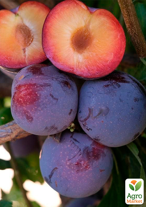 

Слива диплоїдна Ларода (літній сорт, середньоранній термін дозрівання)