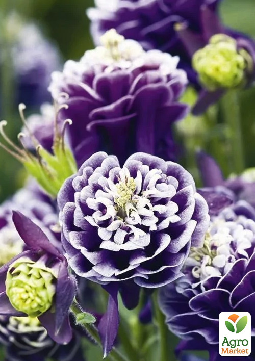 

Аквілегія махрова Christa Barlow 1шт в упаковці