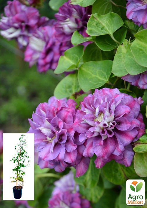 

Клематис 2-х річний Krolova Bona С2