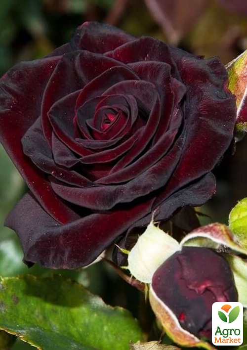 

Ексклюзив! Троянда плетиста Анрі Матіс (Henri Matisse) (саджанець класу АА+) вищий сорт