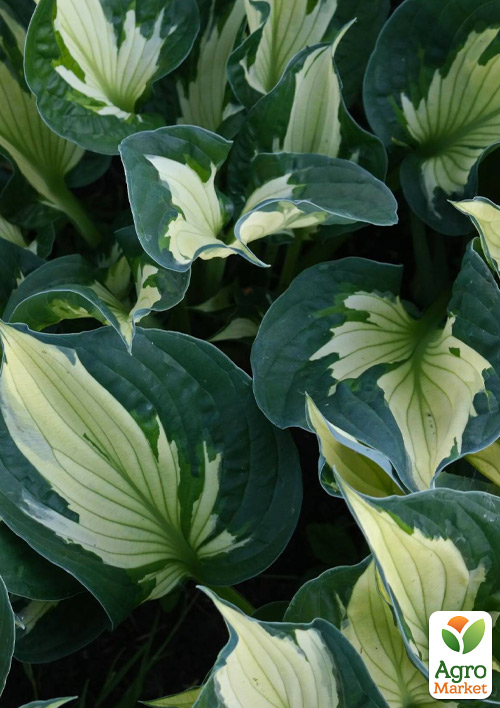 

Хоста Colored Hulk