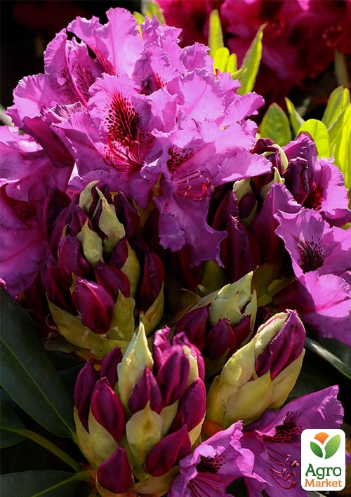 

Рододендрон гібридний Mogambo