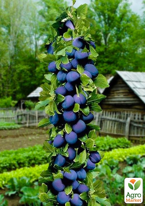 

Слива колоновидна Алича (Синя велика) (літній сорт, середній термін дозрівання)