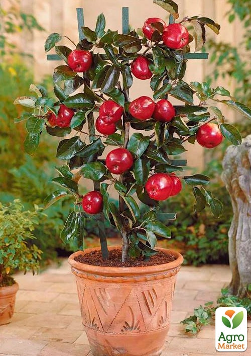 

Яблоня колоновидная Анда