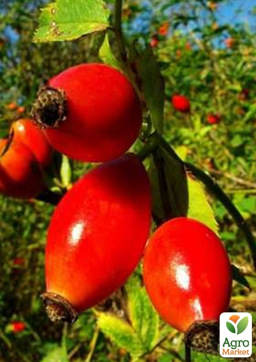 

Эксклюзив! Шиповник ягодный бесшипный Волшебный сад (Magic garden) (поливитаминный, крупноплодный, морозоустойчивый сорт)