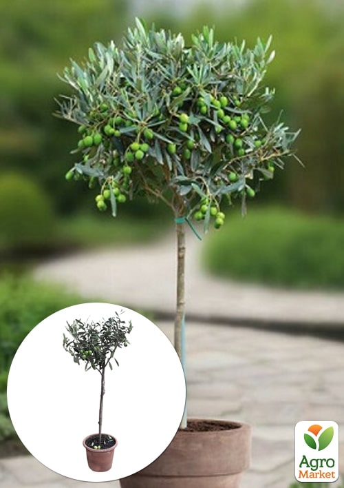 

LMTD Олива Green Life 3 роки на штамбі (висота 70-90см)
