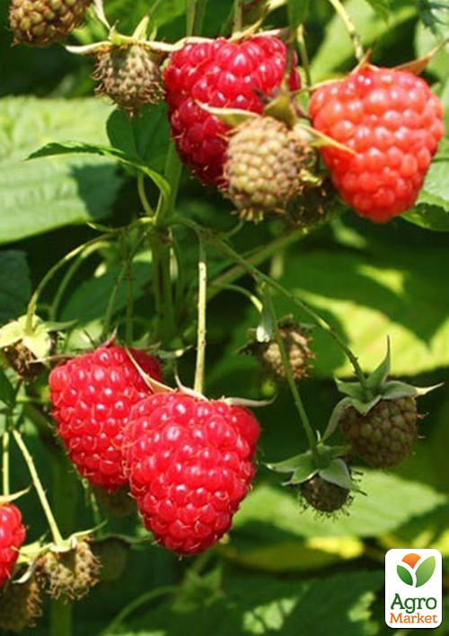 

Малина Himbo-Top (ремонтантний великоплідний, високоврожайний сорт швейцарської селекції) 1-річний саджанець