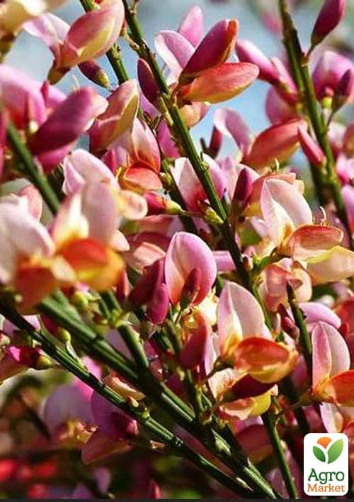 

Ракитник Cytisus Микс сортов