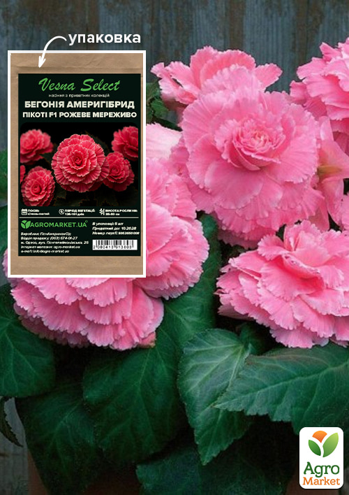 

Бегонія Амерігібрид пікоті F1 Рожеве мереживо ТМ Vesna Select 5шт