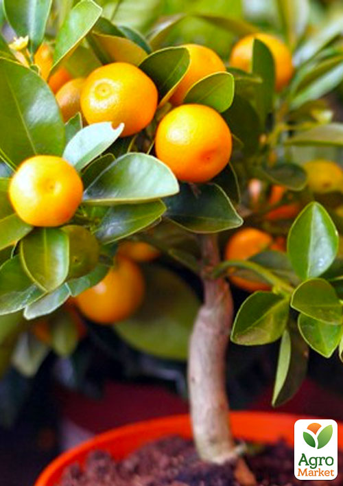 

Ексклюзив! Мандарин помаранчевого кольору з сонячним відтінком Оскар (Oscar) (преміальний, скороплідний, високоврожайний сорт)