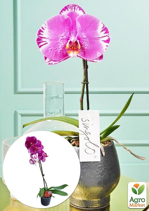 Орхидея (Phalaenopsis) "Singolo Victorio" 1 саженец в упаковке (комнатный) Нидерланды