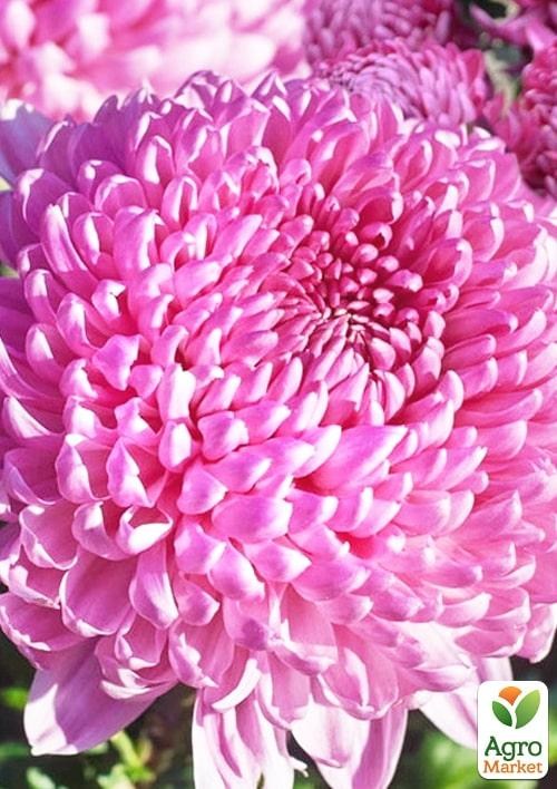 

Хризантема "Daily Mirror Pink" (низкорослая крупноцветковая)