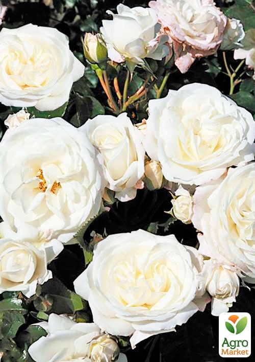 

Троянда кущова Алабастер (Alabaster) (саджанець класу АА+) вищий сорт
