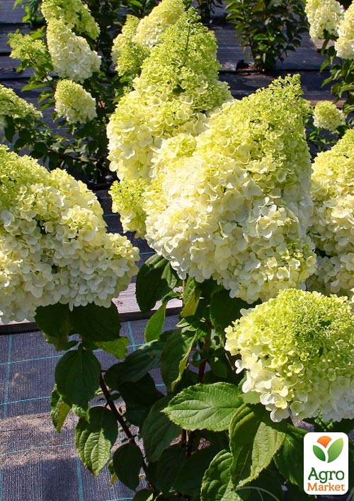 

Гортензия метельчатая Magical Moonlight