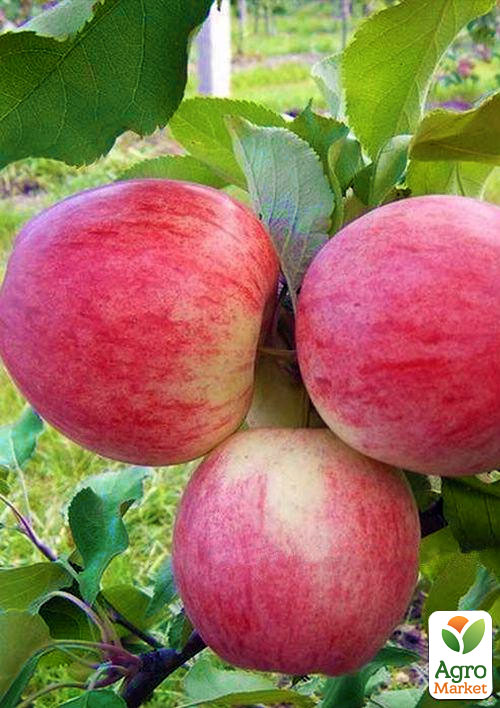 

Яблуня Колір Кароліни (зимовий сорт, пізній термін дозрівання)