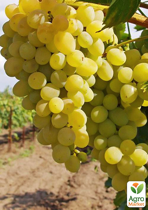 

Виноград Мускат Одесский (винный, ранне-средний срок созревания, имеет мускатный аромат и десертную сладость)