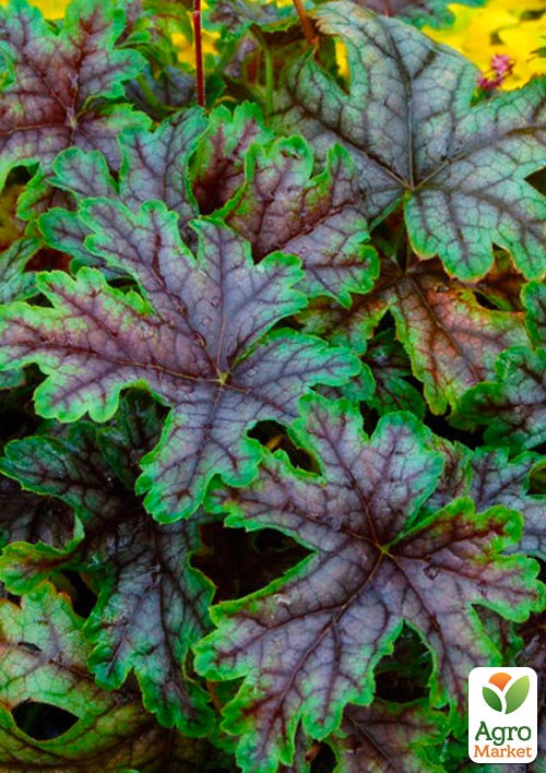 

Гейхера (Heuchera) Tapestry 1шт