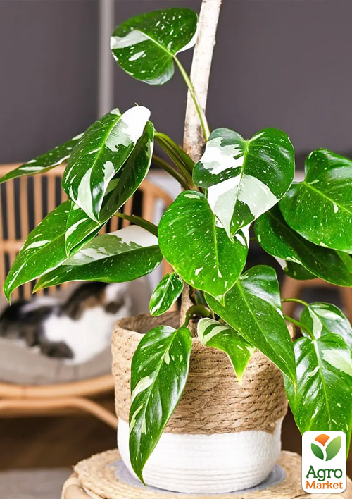 

LMTD Филодендрон White Princess высота 15-30см