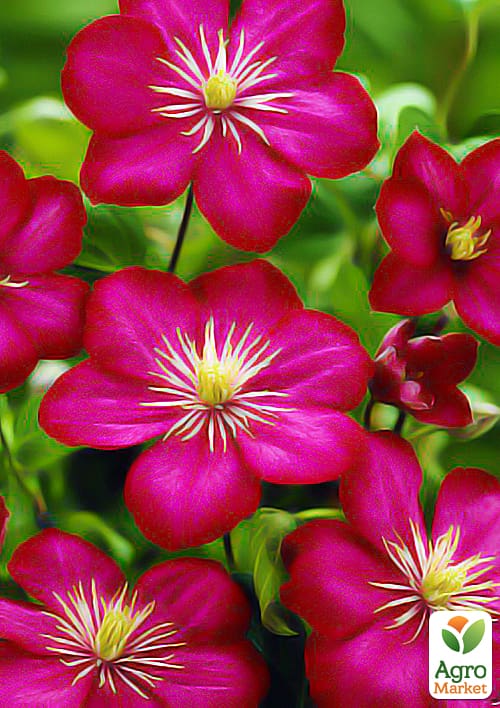 

Клематис Ville de Lyon