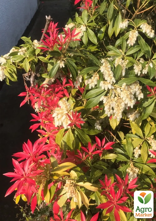 

Пієріс японський 2-х річний Mountain Fire вазон С1.5