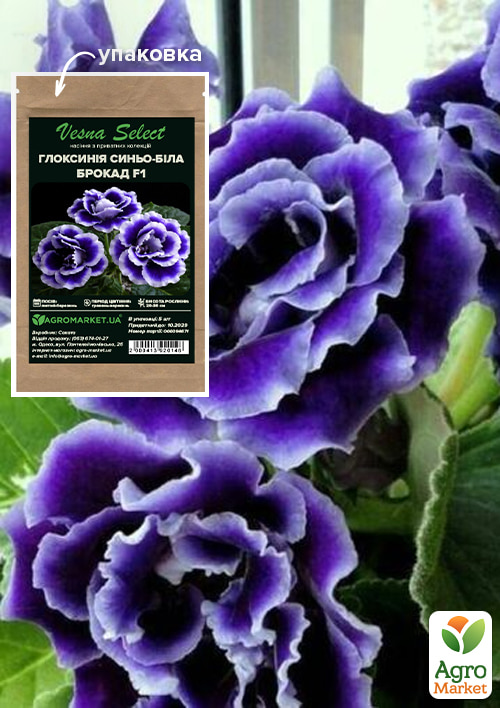 

Глоксиния Брокад F1 сине-белая ТМ Vesna Select 5шт