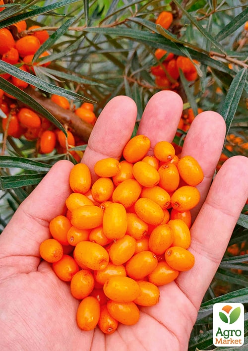 

Облепиха Клара (женская) (вкусный и зимостойкий сорт)