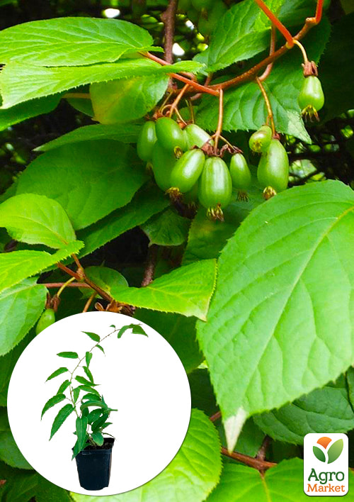 

Ексклюзив! Актинідія світло-зелена Красуня (Beauty) (преміальний стійкий до захворювань сорт, пізнього строку дозрівання)