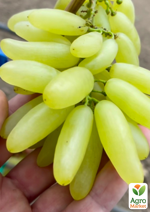 

Виноград Козерог (крупная, сочная, сладкая, хрустящая ягода серповидной формы)