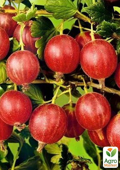 

Аґрус безшипний Легинь (середньо-пізній термін дозрівання, морозостійкий сорт)