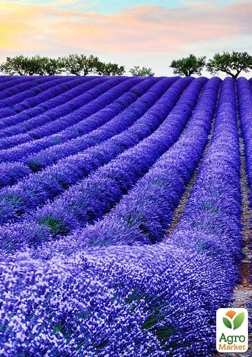 

Лаванда англійська вузьколиста Міс Катерин (Miss Katerine)