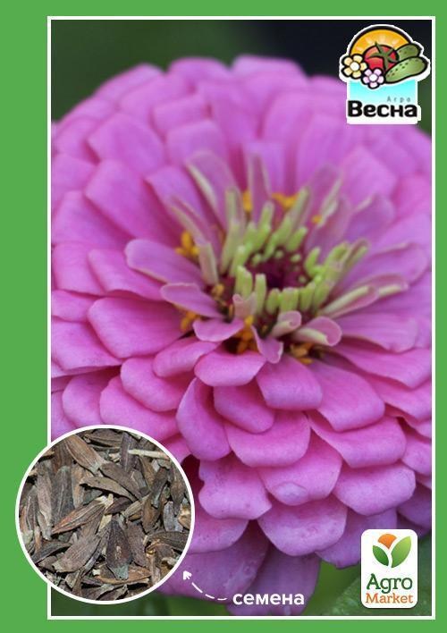

Цинния Лавандовый сон ТМ Весна 0.4г