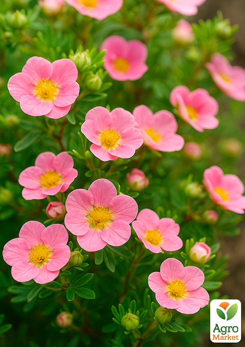 

Перстач Чагарниковий Bella Rosa