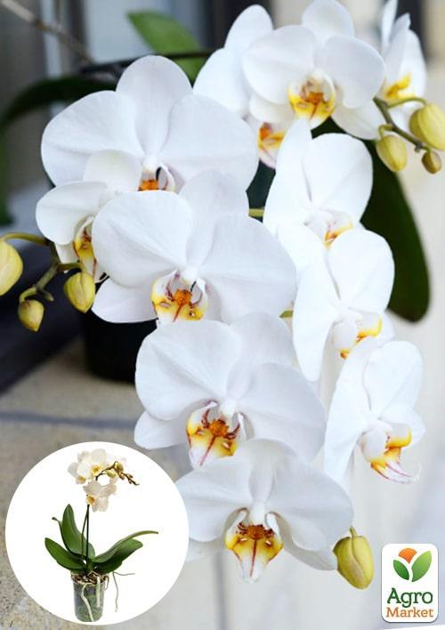 Орхидея (Phalaenopsis) "White" 1 саженец в упаковке (комнатный) Нидерланды