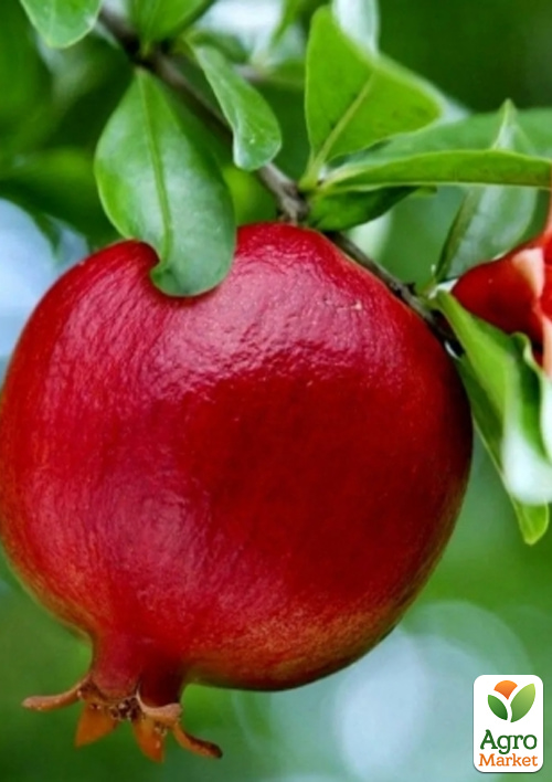 

Гранат «Ахмар» (морозостійкий сорт, середній термін дозрівання)