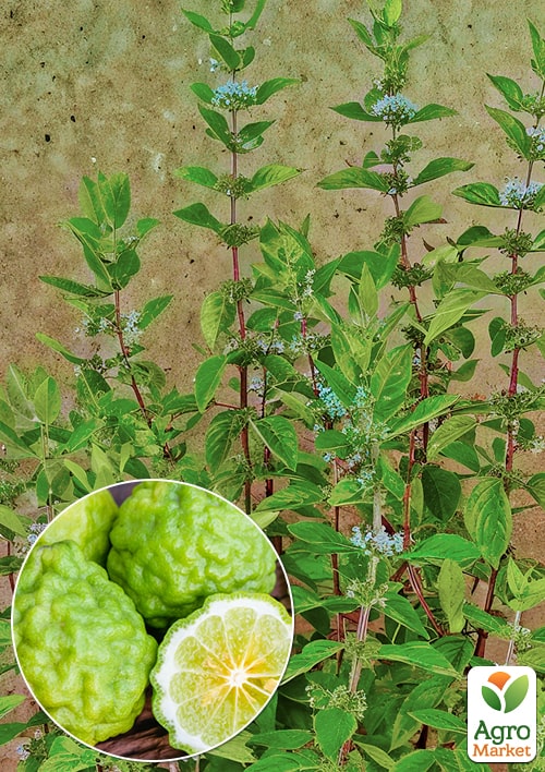 

Мята Бергамотная Mentha suaveolens x Piperita