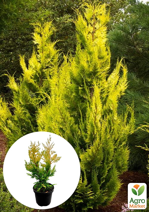 

Купрессоципарис Лейланда «Gold Rider» (C2 висота 30-50см)