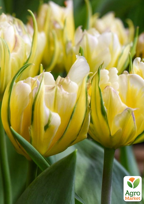 

Тюльпан Sweet Valley